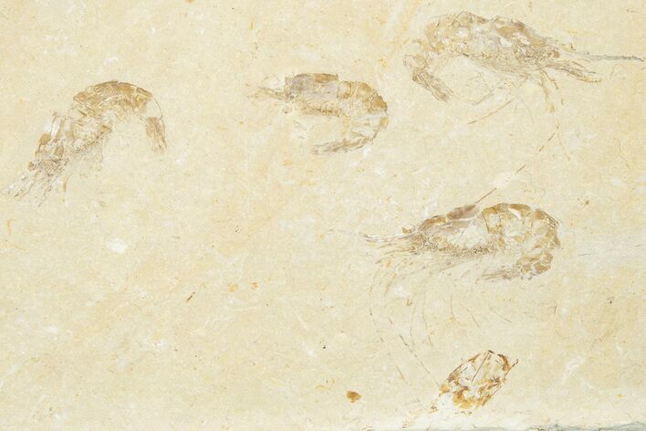 Four Cretaceous Fossil Shrimp (Carpopenaeus) - Hjoula, Lebanon #201359